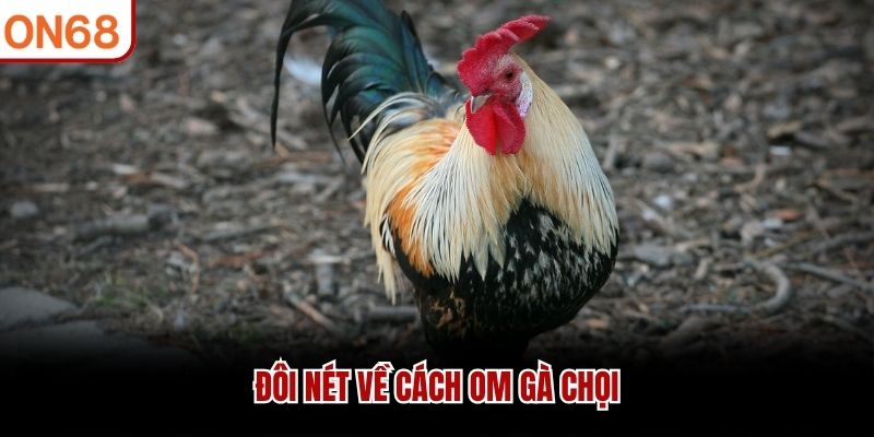 Đ&ocirc;i n&eacute;t về c&aacute;ch om g&agrave; chọi