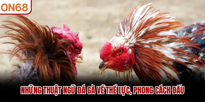 Những thuật ngữ đ&aacute; g&agrave; về thể lực, phong c&aacute;ch đấu